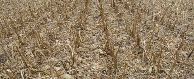No-Till Cornfield. Iowa Learning Farms.