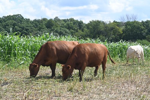 grazing