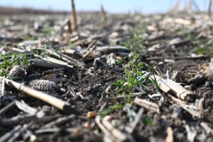 Harvested field with cover crop emerging